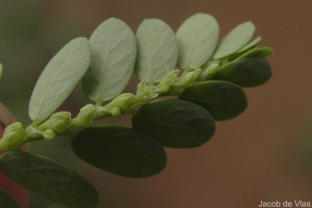 Phyllanthus amarus Schumach. & Thonn.
